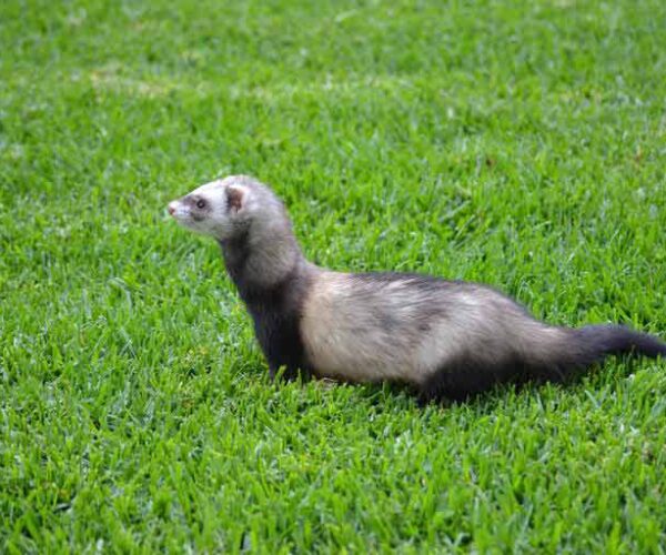 Malayan Weasel – Profile | Traits | Facts | Range | Habitat | Size