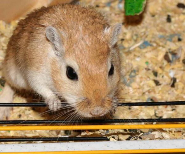 Mongolian Hamster – Profile | Facts | Traits | Dwarf | Range | Diet