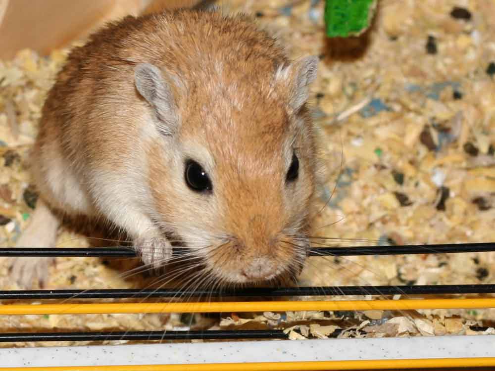 Mongolian Hamster – Profile | Facts | Traits | Dwarf | Range | Diet