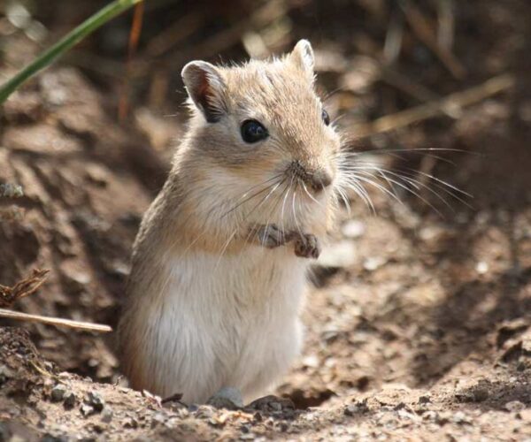 Mongolian Gerbil – Profile | Traits | Facts | Colors | Lifespan | Habitat