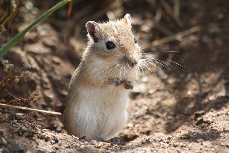 Mongolian Gerbil – Profile | Traits | Facts | Colors | Lifespan | Habitat