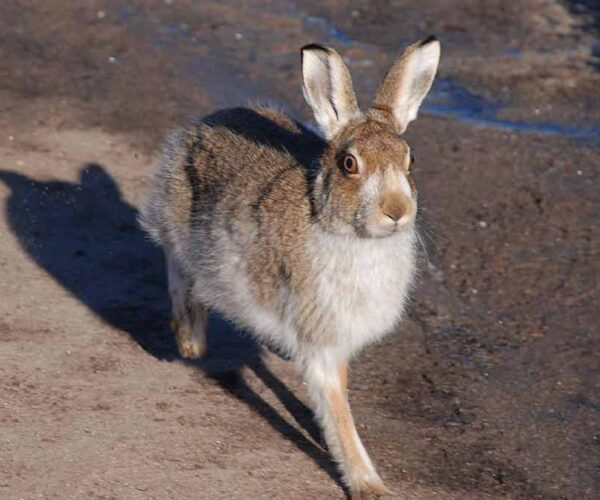 58 Mountain Hare Profile Facts: Traits, Run, Habitat, Footprints