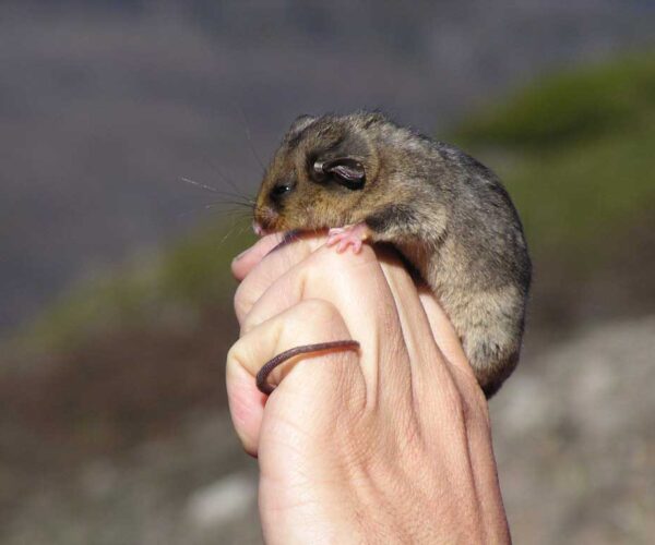 Mountain Pygmy Possum Facts: Profile, Traits, Habitat, Diet