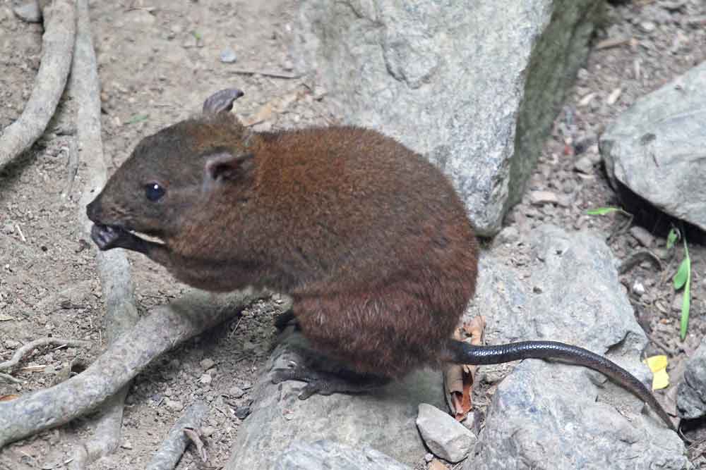 Musky Rat-Kangaroo – Profile | Traits | Facts | Habitat | Baby