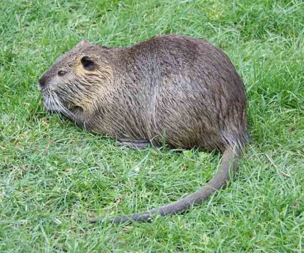 Myocastor Coypus Facts: Profile, Coypu, Traits, Skull, Diet