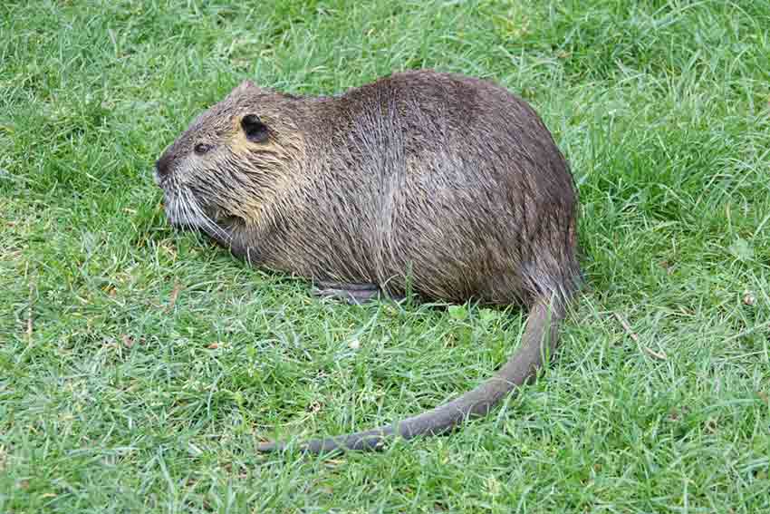 Myocastor Coypus Facts: Profile, Coypu, Traits, Skull, Diet