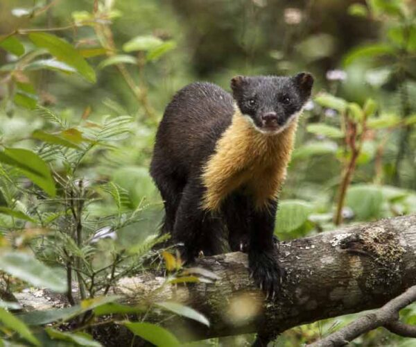 Nilgiri Marten Facts: Animal, Profile, Traits, Baby, Cute, More