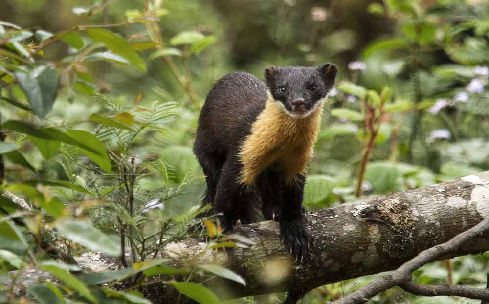 Nilgiri Marten Facts: Animal, Profile, Traits, Baby, Cute, More