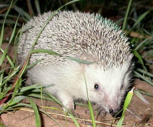 North African Hedgehog – Profile | Facts | Traits | Lifespan | Habitat