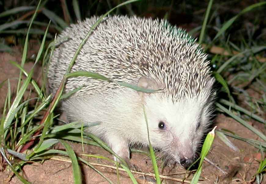 North African Hedgehog – Profile | Facts | Traits | Lifespan | Habitat