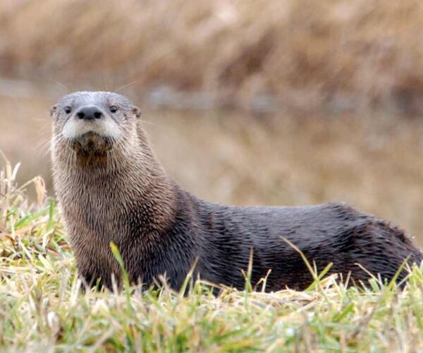 North American River Otter Facts: Profile, Traits, Range, Size