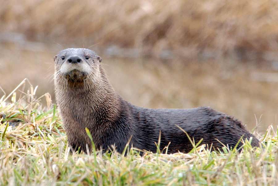 North American River Otter Facts: Profile, Traits, Range, Size