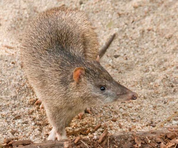 Northern Brown Bandicoot Profile: Traits, Facts, Habitat, Diet