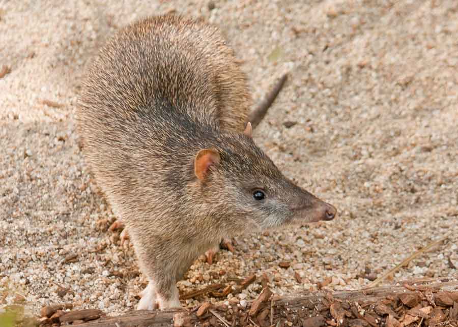 Northern Brown Bandicoot Profile: Traits, Facts, Habitat, Diet