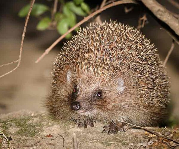 Northern White-Breasted Hedgehog: Profile, Facts, Traits, Care