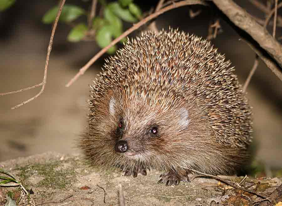 Northern White-Breasted Hedgehog: Profile, Facts, Traits, Care