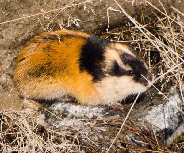 32 Norwegian Lemming Profile Facts: Traits, Attack, Size, Diet