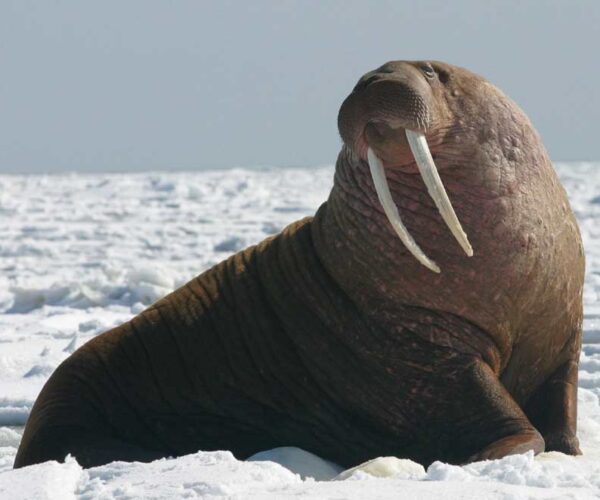 79 Pacific Walrus Profile Facts: Traits, Teeth, Habitat, More