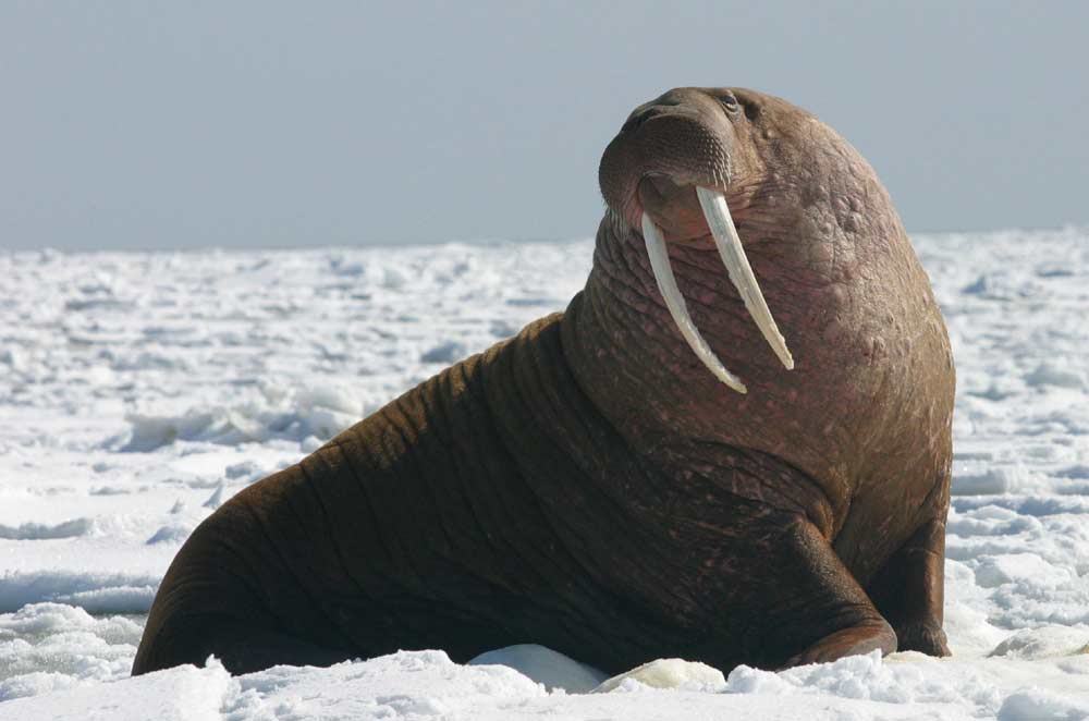 79 Pacific Walrus Profile Facts: Traits, Teeth, Habitat, More