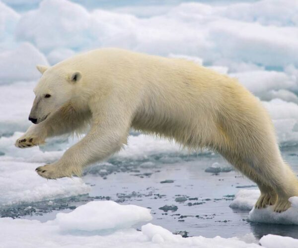 90 Polar Bear Profile Facts: Traits, Cub, Size, Height, More