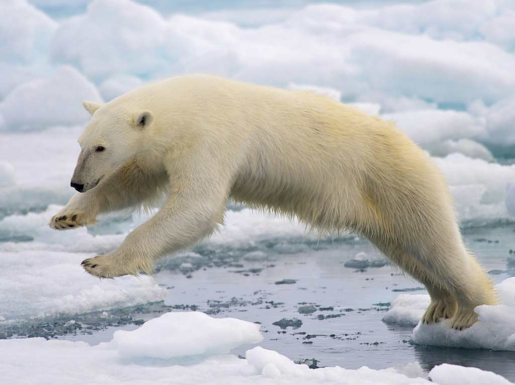 Polar Bear – Facts | Profile | Traits | Cub | Cute | Size | Height