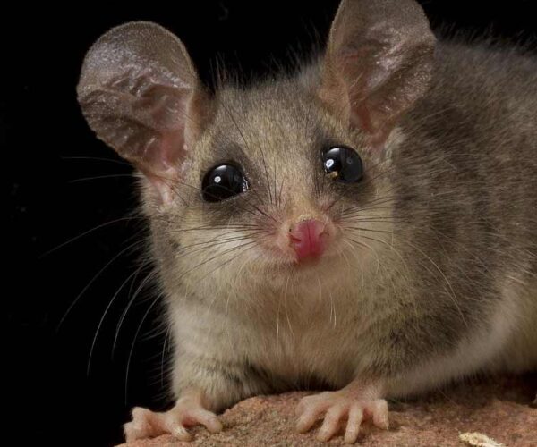 Pygmy Possum Profile: Traits, Facts, Teeth, Cute, Babies