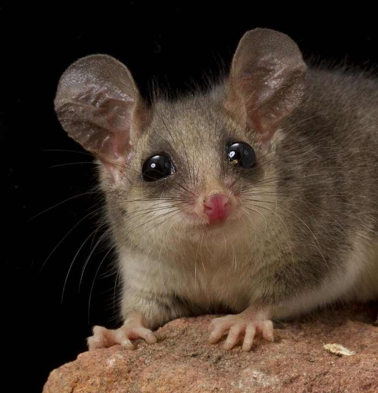 Pygmy Possum Profile Traits, Facts, Teeth, Cute, Babies Mammal Age