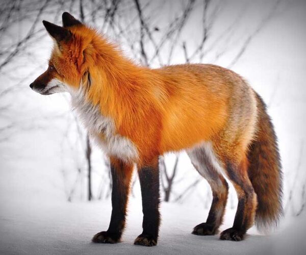 Red Fox – Profile | Traits | Facts | Eyes | Color | Denning | Diet