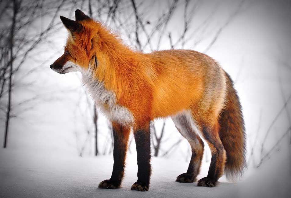 Red Fox - Profile | Traits | Facts | Eyes | Color | Denning | Diet