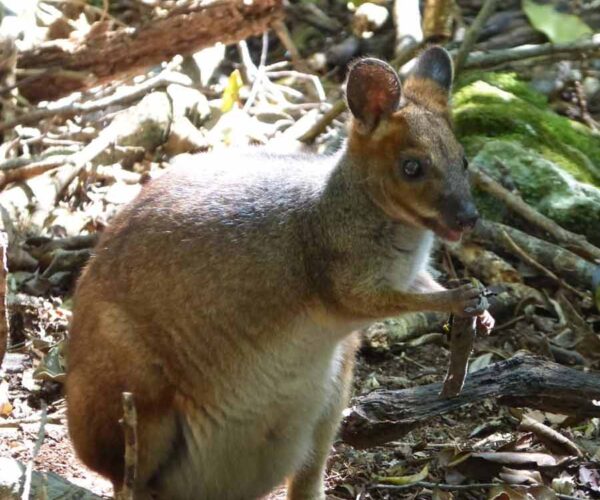 Red-Legged Pademelon Profile: Traits, Facts, Habitat, Diet