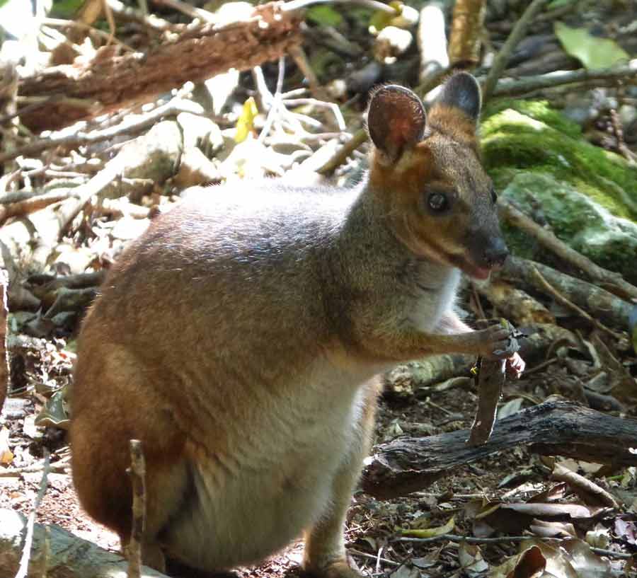 Red-Legged Pademelon Profile: Traits, Facts, Habitat, Diet