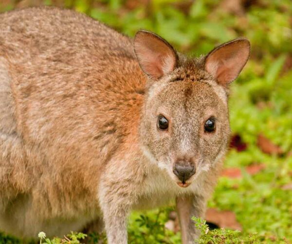 Red-Necked Pademelon Profile: Traits, Facts, Tracks, Range