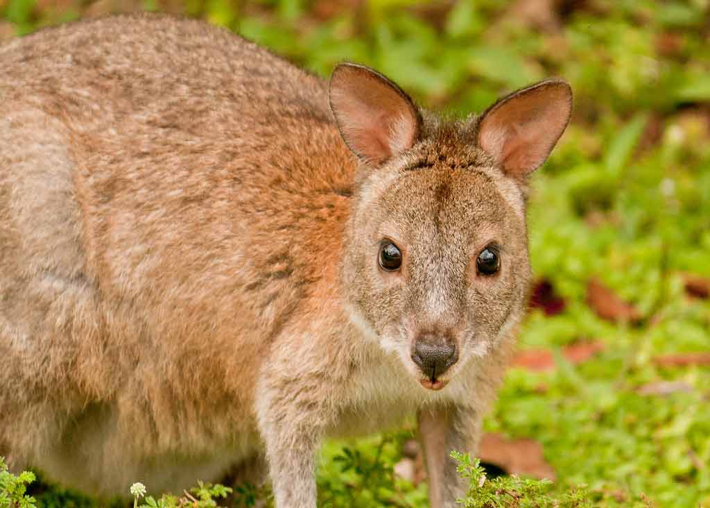 Red-Necked Pademelon Profile: Traits, Facts, Tracks, Range