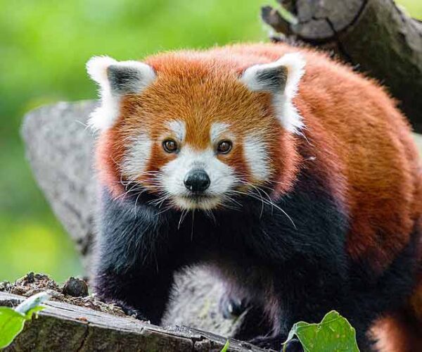 Red Panda Facts: Profile, Behavior, Traits, Baby, Cute, Range