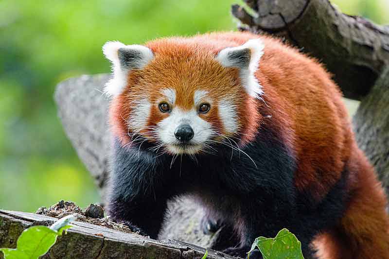 Red Panda Facts: Profile, Behavior, Traits, Baby, Cute, Range