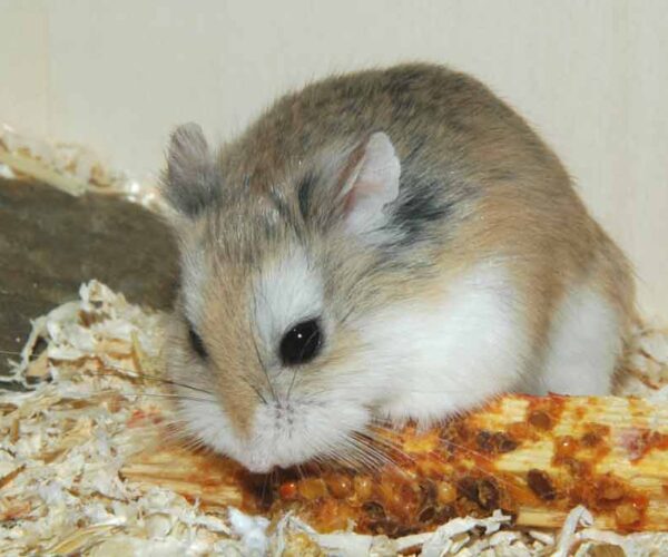 Romanian Hamster Profile: Traits, Facts, Habitat, Diet, Ecology