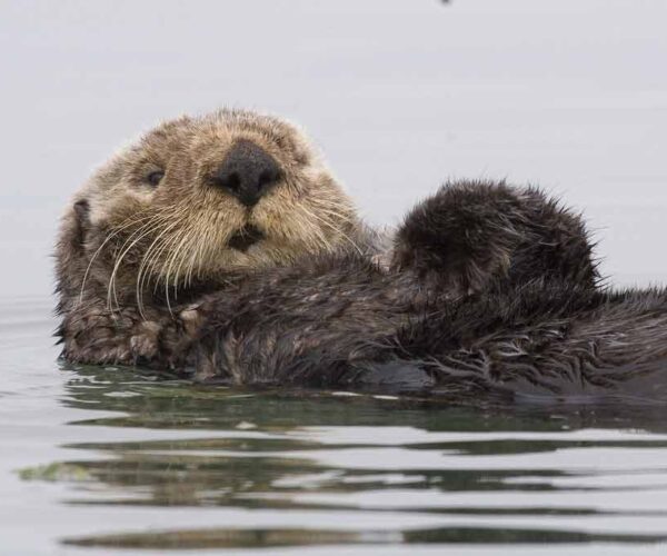 Sea Otter Profile: Traits, Facts, Diet, Legs, Cute, Baby, Range