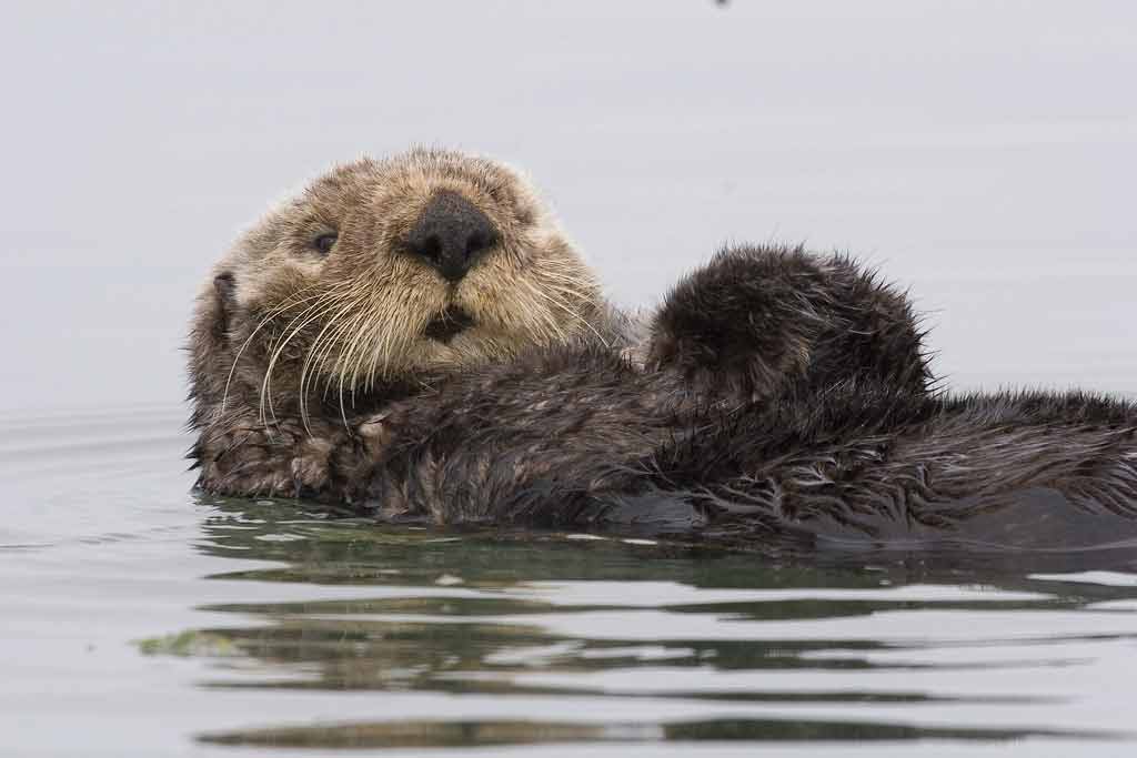 Sea Otter Profile: Traits, Facts, Diet, Legs, Cute, Baby, Range