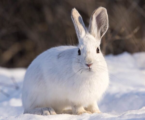 Snowshoe Hare Profile, Fur, Color, Traits, Facts, Feet, Habitat