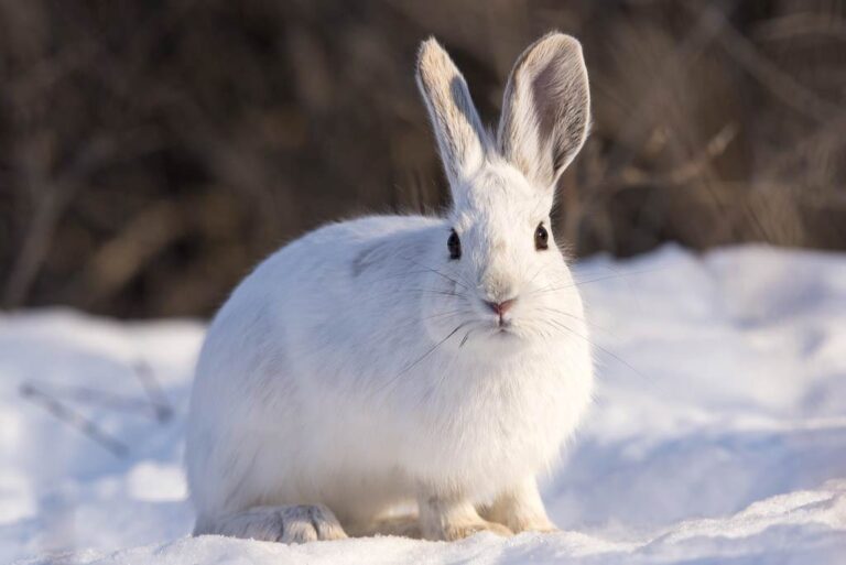 Snowshoe Hare Profile, Fur, Color, Traits, Facts, Feet, Habitat Mammal Age