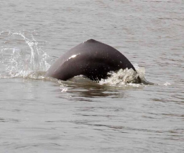 South Asian River Dolphin Profile: Traits, Facts, Skull, Eyes