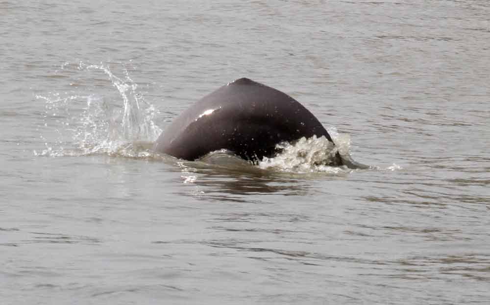 South Asian River Dolphin Profile: Traits, Facts, Skull, Eyes