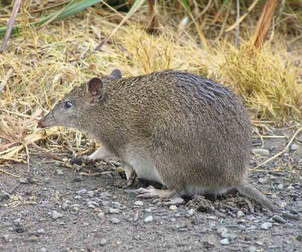 Southern Brown Bandicoot Profile: Traits, Facts, Range, Baby