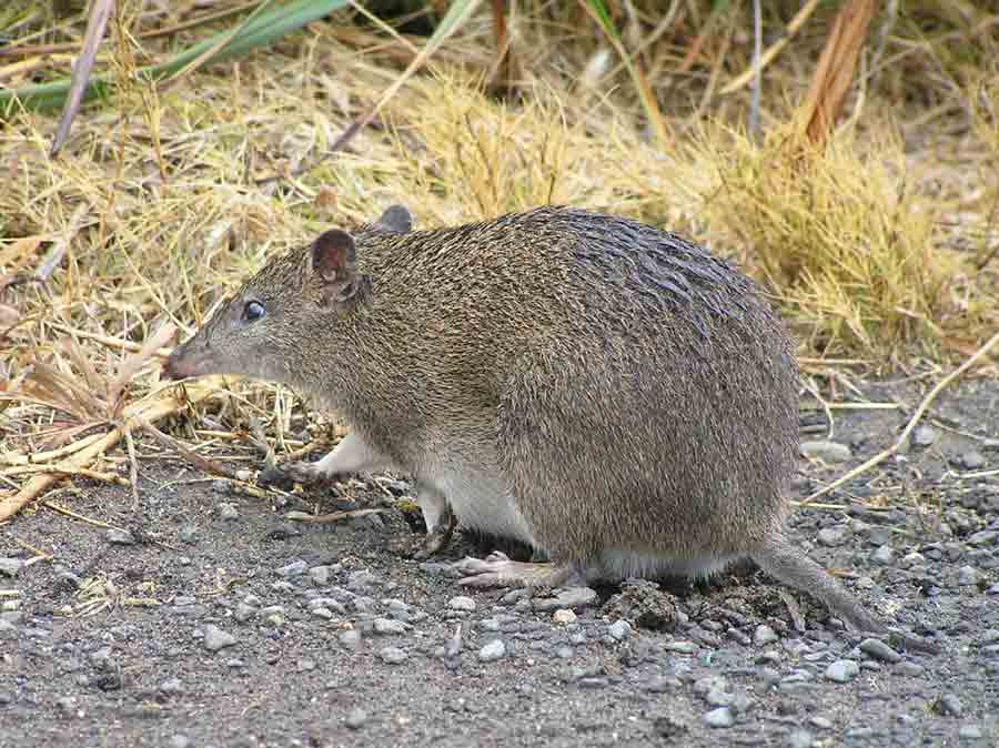 Southern Brown Bandicoot Profile: Traits, Facts, Range, Baby