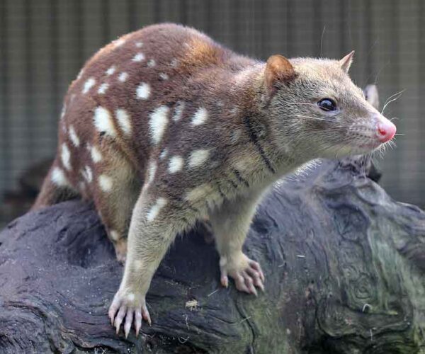 Spotted-Tail Quoll Facts: Profile, Traits, Range, Diet, Size