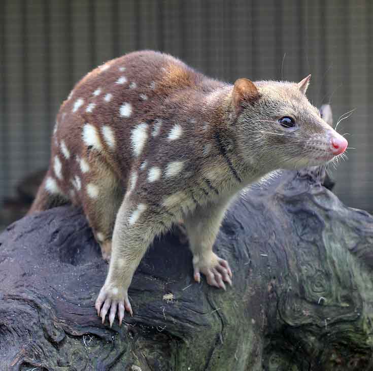 Spotted-Tail Quoll Facts: Profile, Traits, Range, Diet, Size