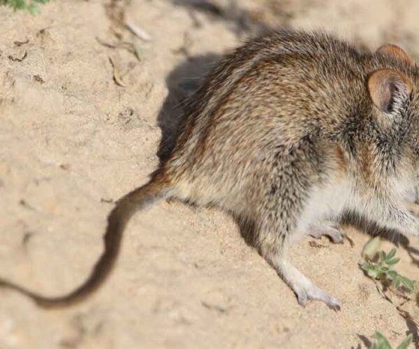 Striped Grass Mouse Profile: Traits, Facts, Habitat, Diet, Size