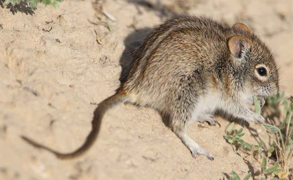 Striped Grass Mouse Profile: Traits, Facts, Habitat, Diet, Size