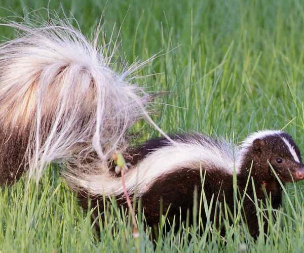 Striped Polecat Profile: Traits, Facts, Pet, Poop, Baby, Range