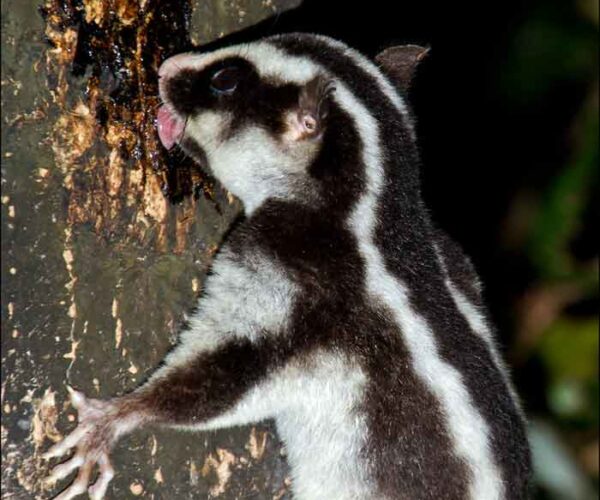 Striped Possum – Profile | Traits | Facts | Pet | Diet | Call | Tail